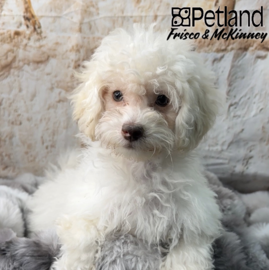 [#M01385] Cream M Poodle Puppies for Sale